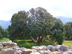 Példány Kréta szigetén