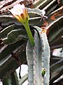 Cereus jamacaru, 2020-07-18