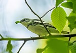 Thumbnail for File:Cerulean warbler with a caterpillar (71519).jpg