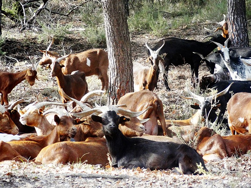 File:Chèvres du Rove dans la vallée de la Durance 02.jpg