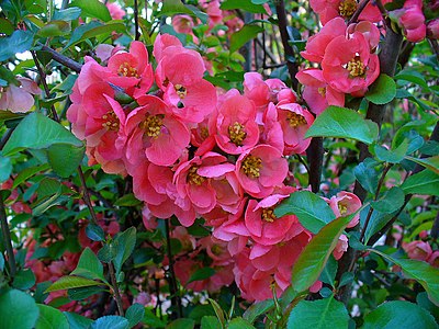 Chaenomeles speciosa Flowers