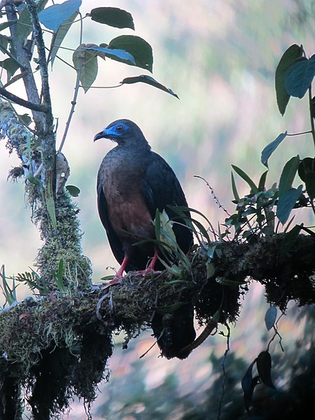 File:Chamaepetes goudotii Pava maraquera Sickle-winged Guan (6775214246).jpg