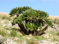 Mediteranska lepezasta palma Zingaro (Sicilija)