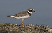 Charadrius hiaticula - Umum Bercincin Plover, Adana 2016-11-05 02-2.jpg