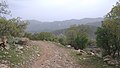 درختچه بلوط ایرانی در رشته کوه‌های زاگرس