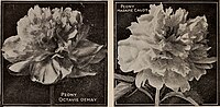 Thumbnail for File:Childs' mid-summer catalog 1922 - flower seeds vegetable seeds for summer sowing (1922) (20612468911).jpg