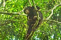 Chimpanzé de Bossou 46.jpg