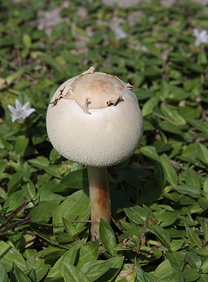 A young false parasol (Chlorophyllum molybdites) mushroom