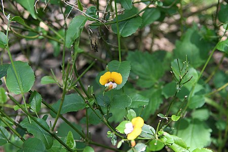 Chorizema ilicifolium