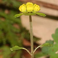 茎葉は1対で小型