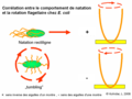 Corrélation entre le comportement de natation et la rotation flagellaire chez E. coli