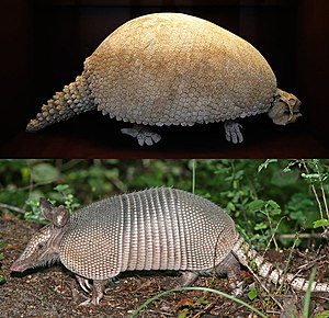 Glyptodon och niobandad armadillo