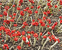 Lichen gris verdâtre à podéties dressées surmontées de formations bulbeuses rouges