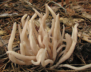 <i>Clavaria fumosa</i> Species of fungus