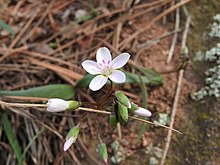 Claytonia rosea importiert von iNaturalist 26. Mai 2019.jpg