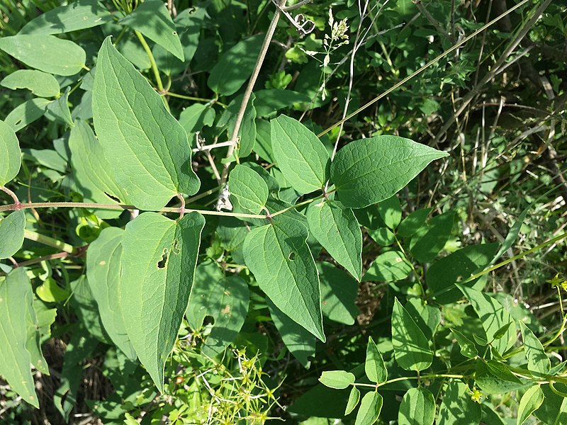 File:Clematis recta sl20.jpg