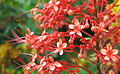 Clerodendrum paniculatum крупным планом.jpg