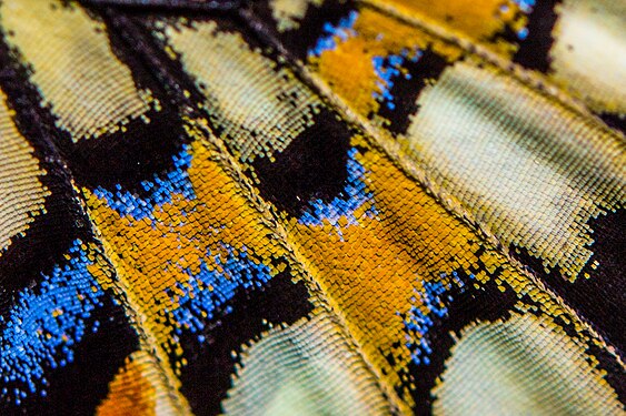 Close up photograph of wing of Papilio demoleus (Linnaeus, 1758) - Lime Swallowtail