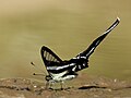 * Nomination Close wing Mud puddling position of Lamproptera curius (Fabricius,1787) – White Dragontail. (by Atanu Bose Photography) --Atudu 13:53, 14 October 2021 (UTC) * Promotion Excellent image but needs location information - GPS coordinates and/or descriptive text in descripion. --GRDN711 20:16, 14 October 2021 (UTC) done--Atudu 07:52, 15 October 2021 (UTC)  Support Good quality. --Tagooty 08:28, 15 October 2021 (UTC)  Support Good quality. --GRDN711 11:56, 16 October 2021 (UTC)