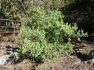 <i>Clutia pulchella</i> Species of flowering plant