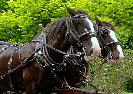 Clydesdales once powered lowland haulage