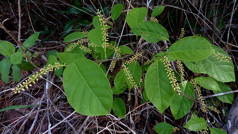 File:Coccoloba arborescens (Vell.) How. - Flickr - Alex Popovkin, Bahia, Brazil (4).jpg