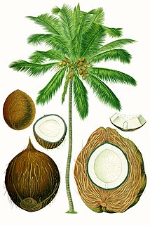 Coconut Species of plant in the palm family