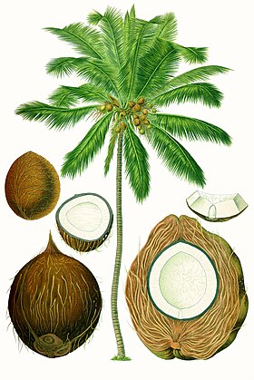 Ilustração de um coqueiro