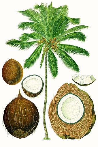 Coconut palms protect their fruit by surrounding it with multiple layers of armor.
