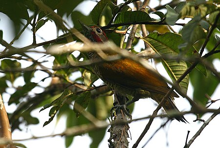 Tập_tin:Colaptes_rubiginosus_(male)_-Costa_Rica-8.jpg