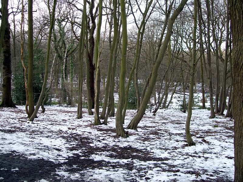 File:Coldfall Wood, London Borough of Haringey, N10 (3301020095).jpg