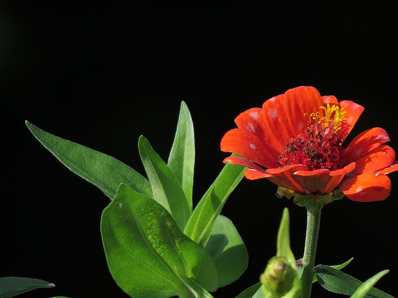 File:Colegiala - Insignia (Zinnia peruviana) - Flickr - Alejandro Bayer (2).jpg