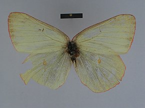 Descrizione dell'immagine Colias gigantea pelidneides femmina 01 lato dorsale ZISP.jpg.