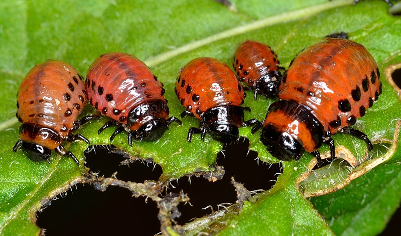 File:Colorado potato beetle larvas (Leptinotarsa decemlineata).jpg