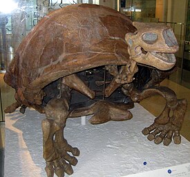 Скелет Megalochelys atlas в Американском музее естественной истории