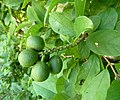 Miniatura per Combretum bracteosum