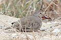Common Ground Dove, Tawas Point, Michigan 03.jpg