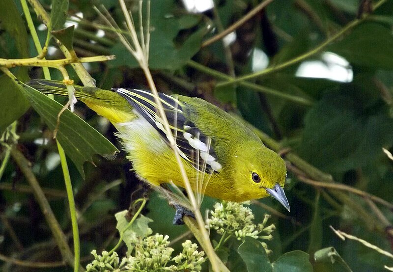 File:Common Iora (Aegithina tiphia) Female.JPG