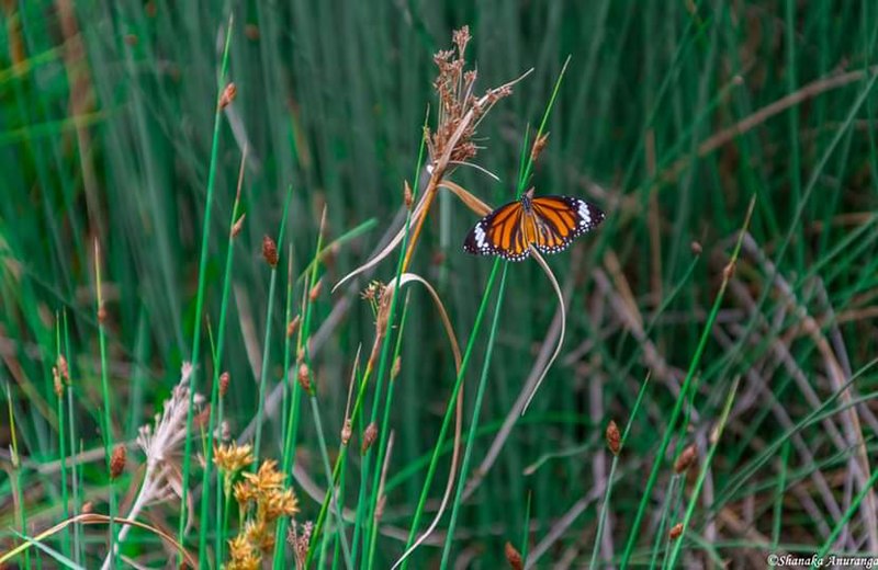 File:Common tiger,butterfly.jpg