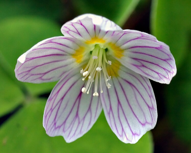 File:Common wood sorrel blossom (aka).jpg