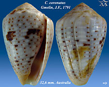 Conus coronatus 1.jpg