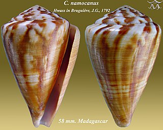 <i>Conus namocanus</i> Species of sea snail