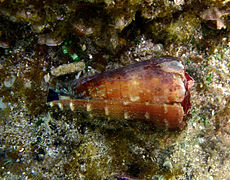 Conus distans