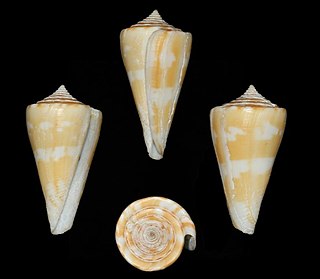 <i>Conus xanthicus</i>