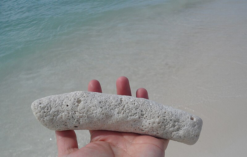 File:Coral Fragment Eagle Beach Aruba.jpg