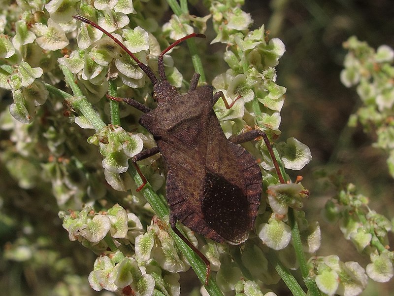 File:Coreus marginatus (7527072570).jpg