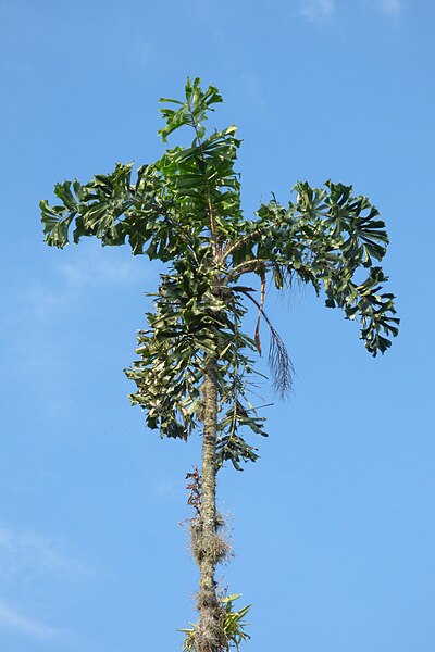 File:Corozo pequeño (Aiphanes horrida) - Flickr - Alejandro Bayer (1).jpg