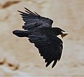 Miniatura para Corvus rhipidurus