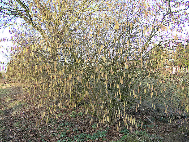 File:Corylus avellana, hazelnoot 'Cosford'.jpg