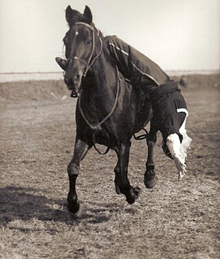 <span class="mw-page-title-main">Horses in Russia</span>